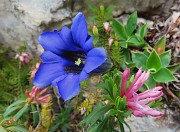 45 Gentiana clusii (Genziana di Clusius) in bella compagnia! 